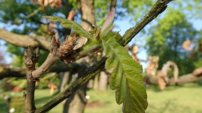 Quercus dentata - dub zubatý